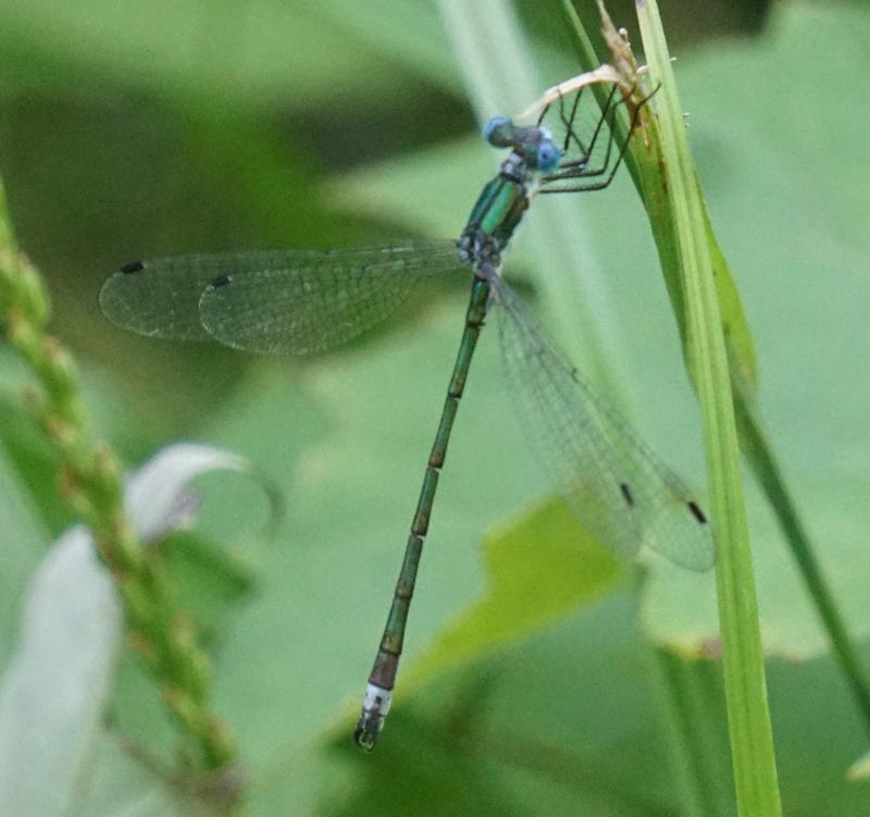 Photo of Emerald Spreadwing