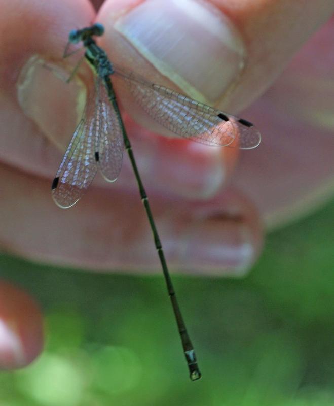 Photo of Slender Spreadwing