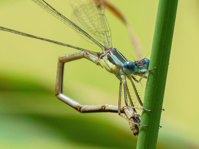 Photo of Slender Spreadwing