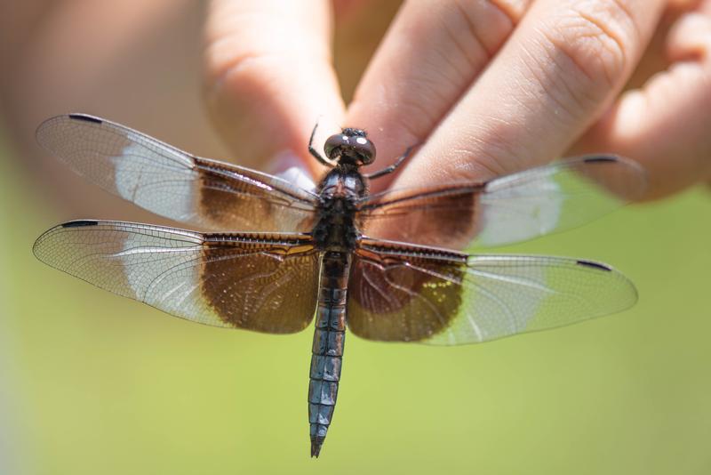 Photo of Widow Skimmer