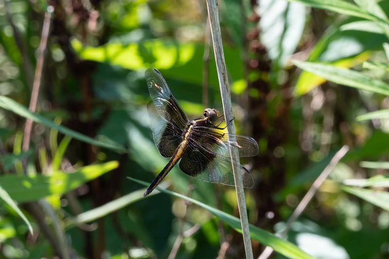 Photo of Widow Skimmer