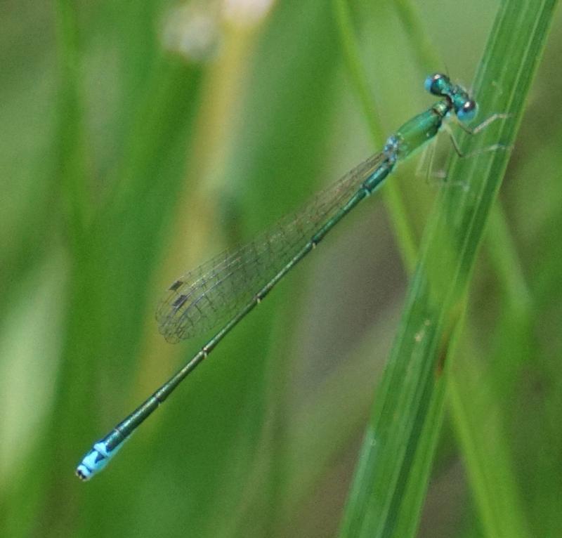 Photo of Sedge Sprite