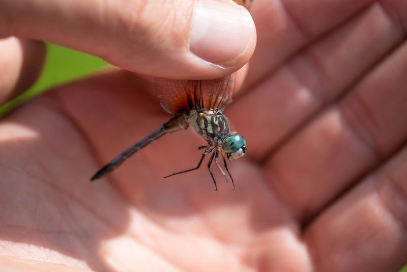 Photo of Blue Dasher