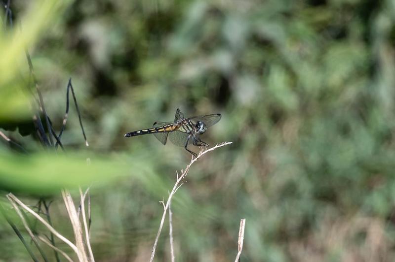 Photo of Blue Dasher