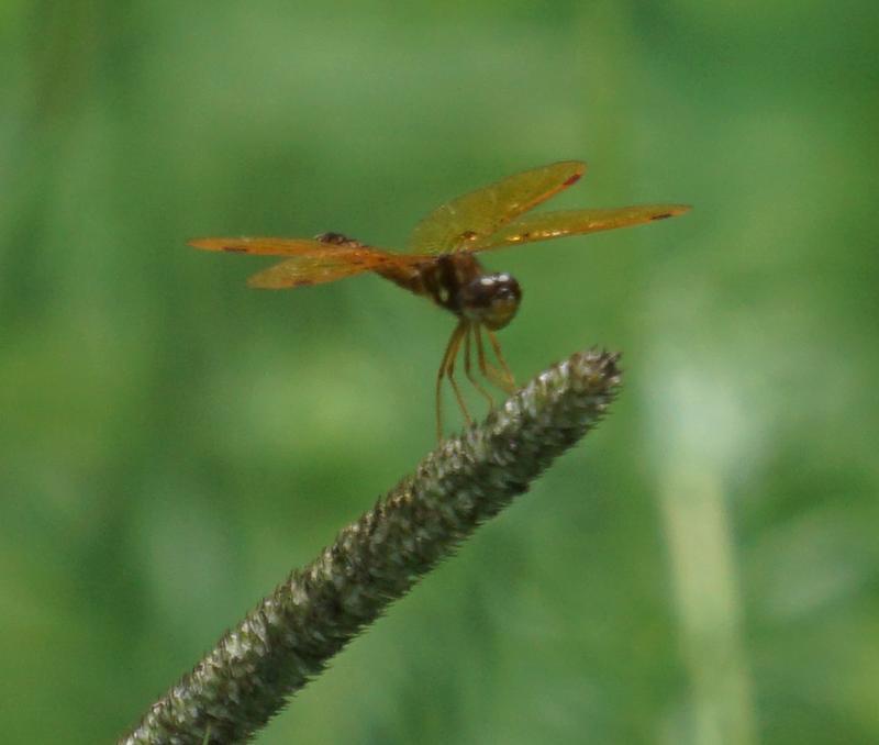 Photo of Eastern Amberwing