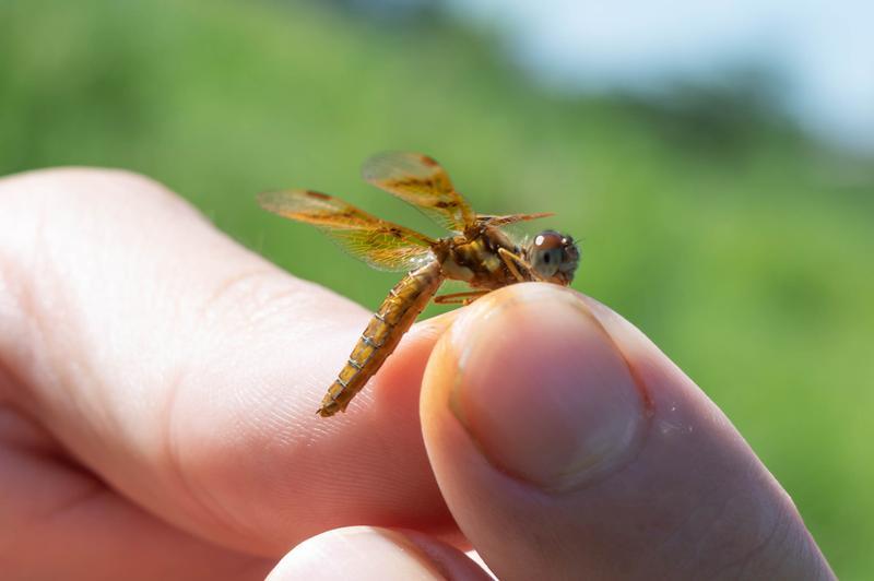 Photo of Eastern Amberwing