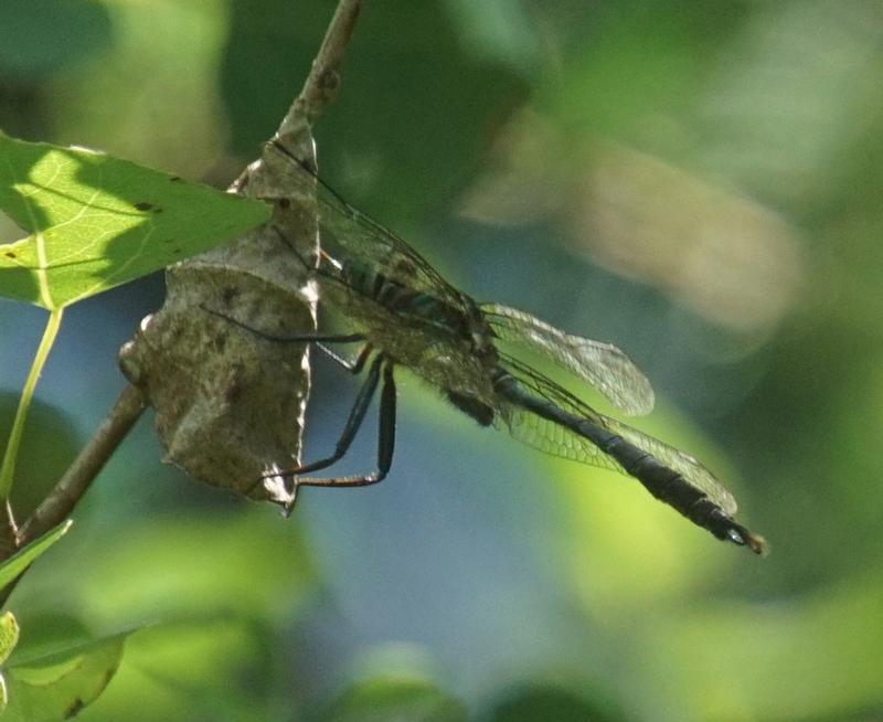 Photo of Brush-tipped Emerald