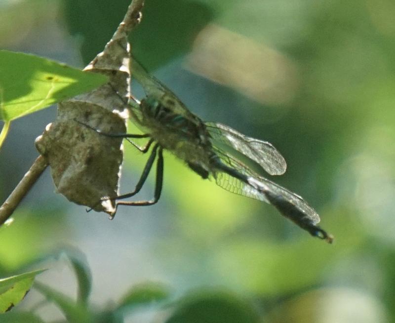 Photo of Brush-tipped Emerald