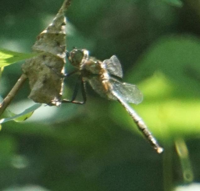 Photo of Brush-tipped Emerald