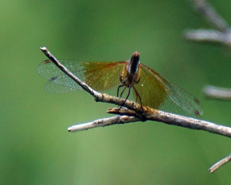 Photo of Band-winged Meadowhawk