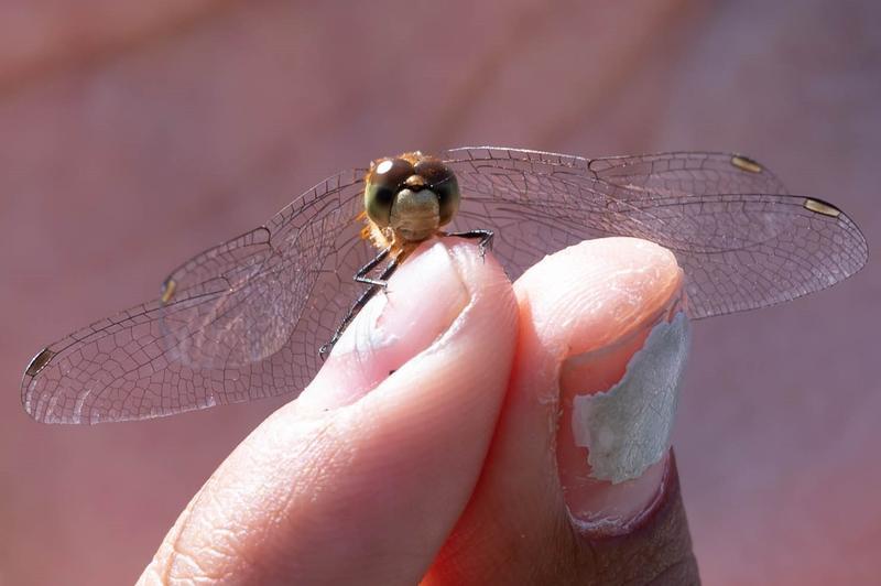 Photo of White-faced Meadowhawk