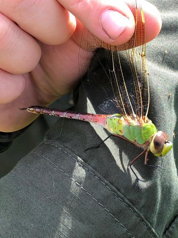 Photo of Common Green Darner