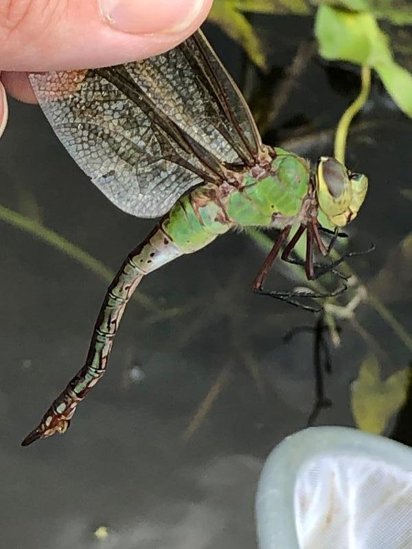 Photo of Common Green Darner