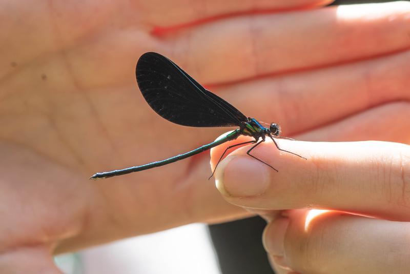 Photo of Ebony Jewelwing