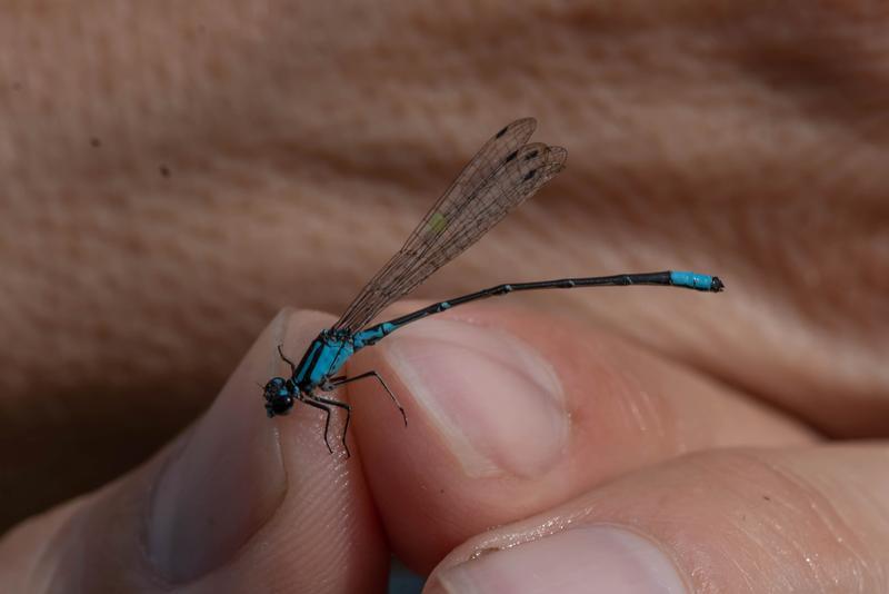 Photo of Skimming Bluet