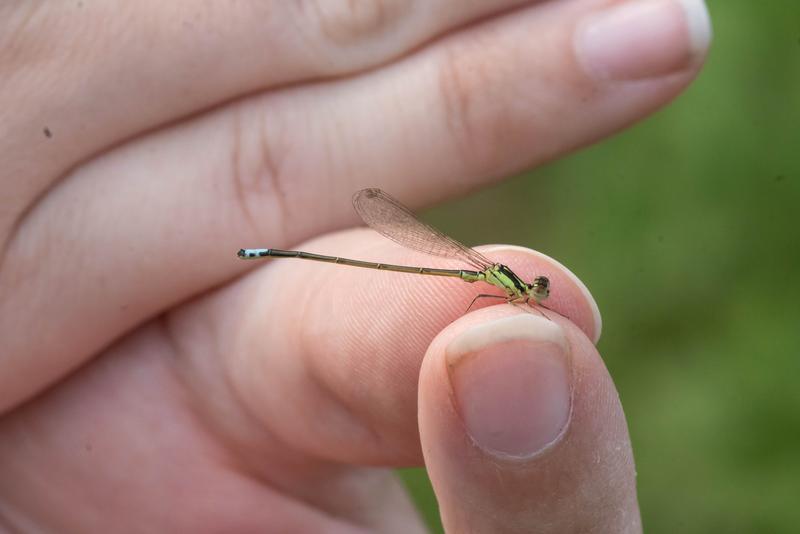 Photo of Eastern Forktail