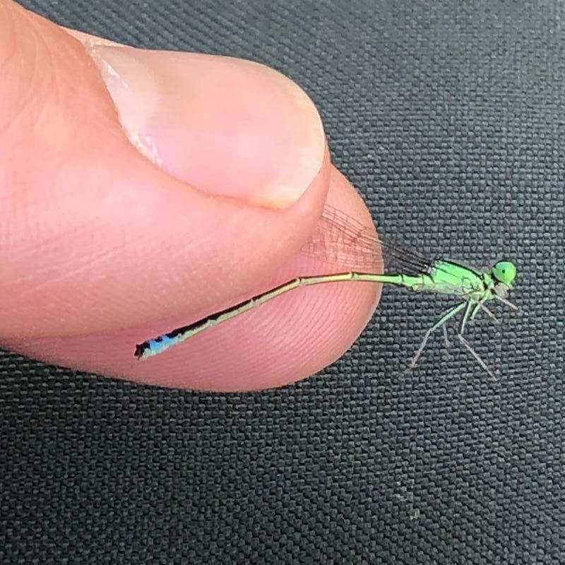 Photo of Eastern Forktail