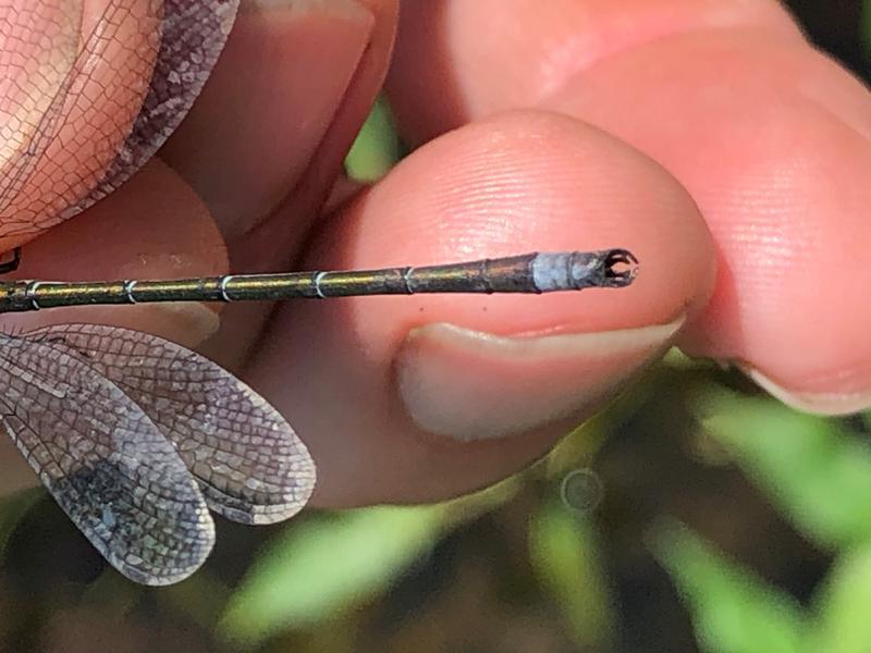 Photo of Emerald Spreadwing
