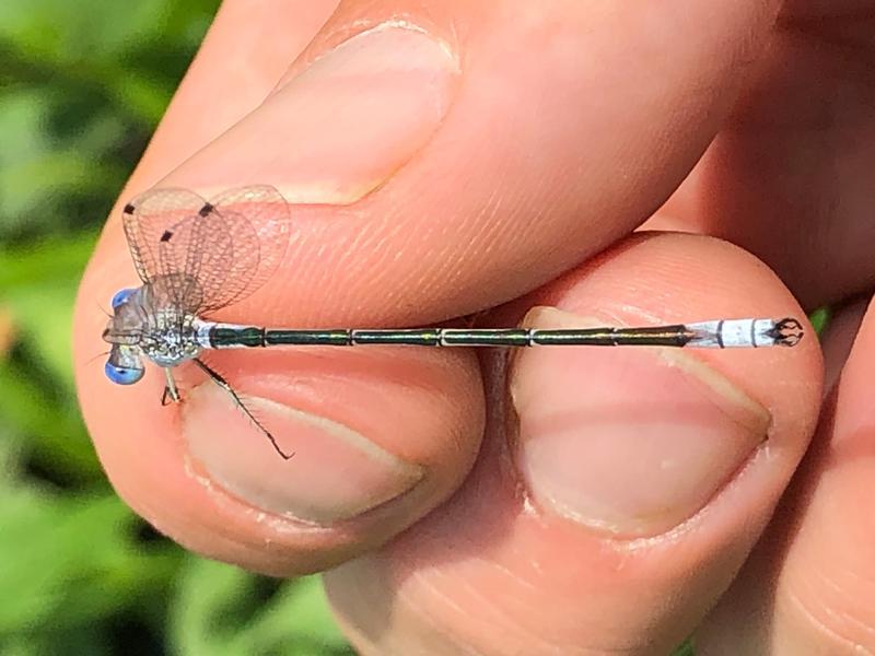 Photo of Lyre-tipped Spreadwing