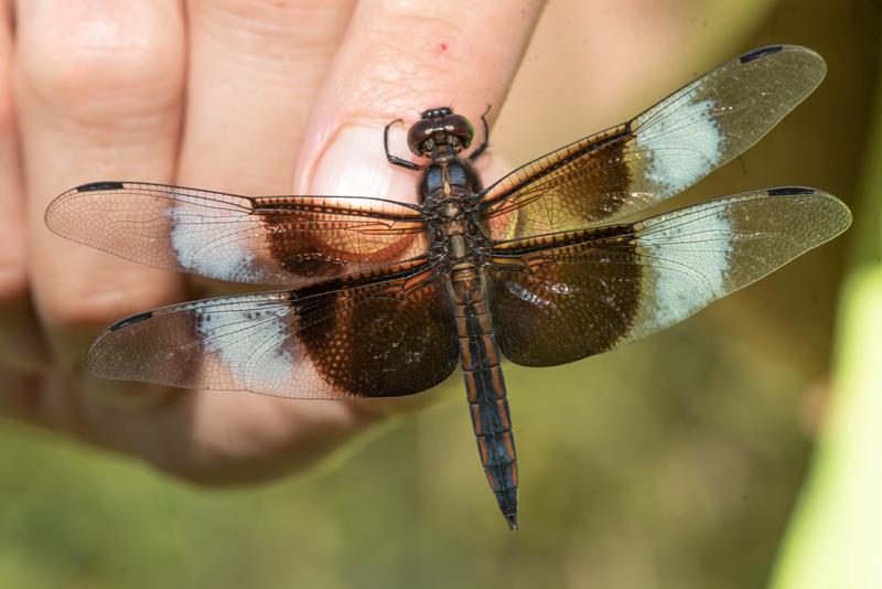 Photo of Widow Skimmer