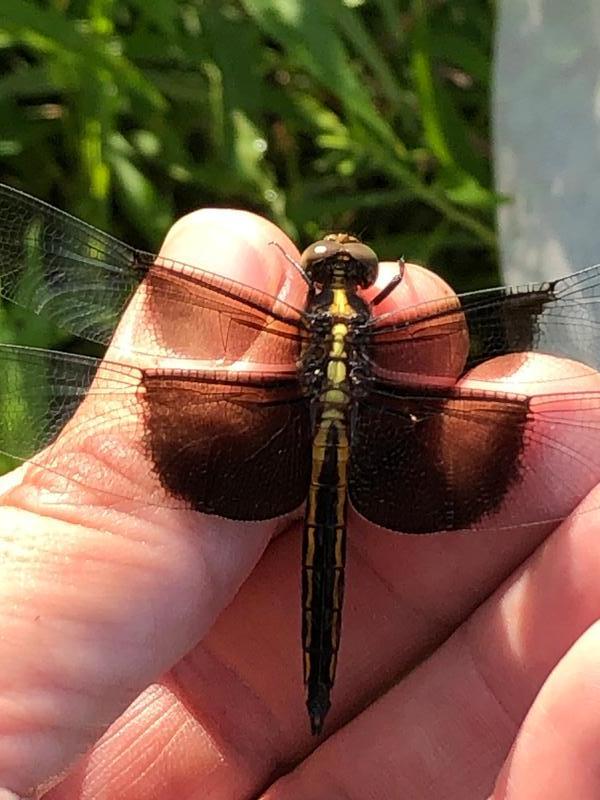 Photo of Widow Skimmer
