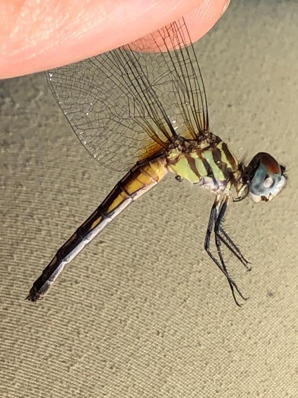 Photo of Blue Dasher