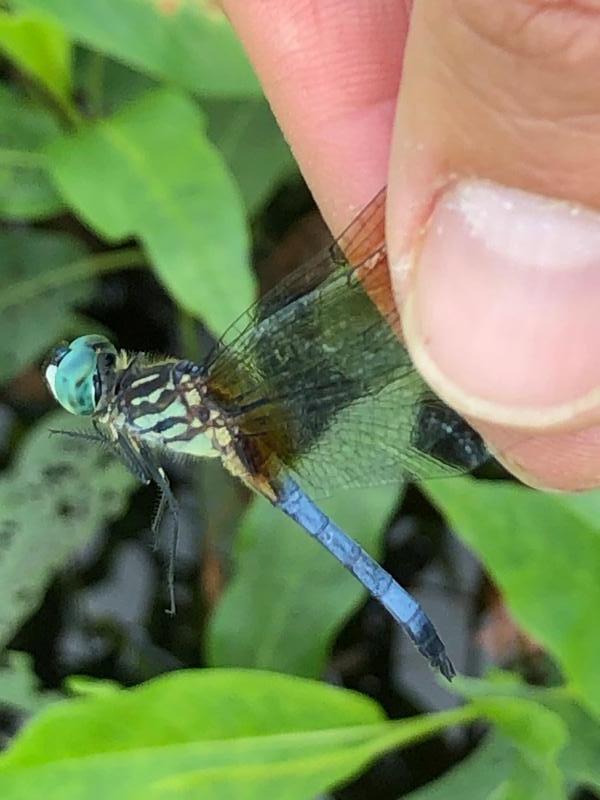 Photo of Blue Dasher