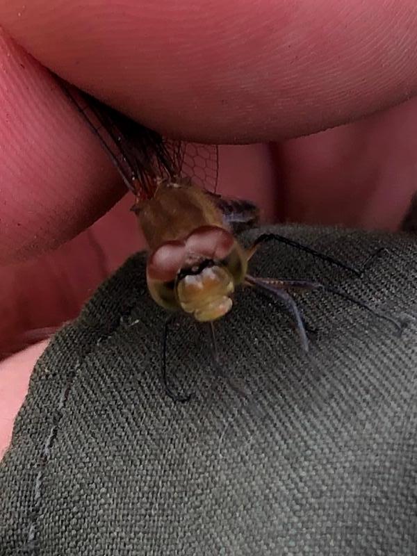 Photo of Ruby Meadowhawk