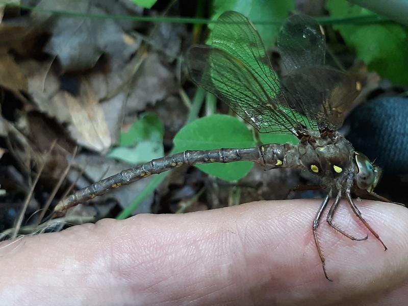 Photo of Fawn Darner