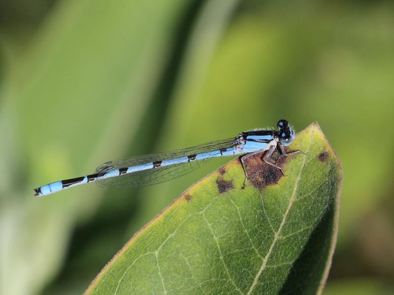 Photo of Familiar Bluet