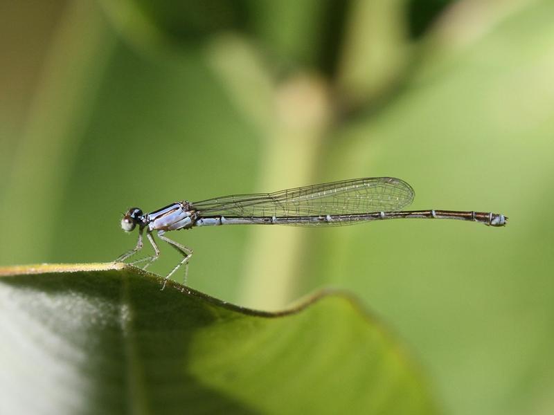 Photo of Orange Bluet