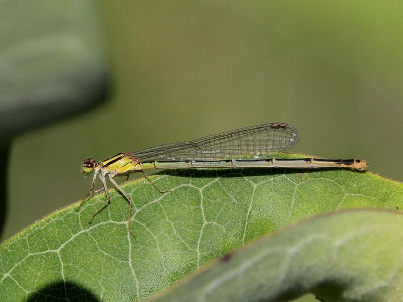 Photo of Orange Bluet