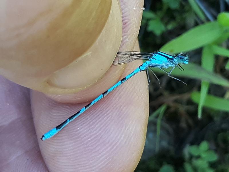 Photo of Marsh Bluet