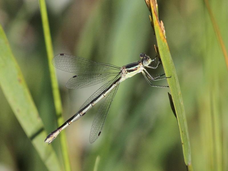 Photo of Lyre-tipped Spreadwing