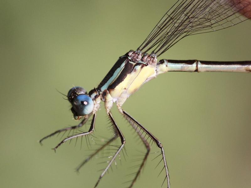 Photo of Slender Spreadwing