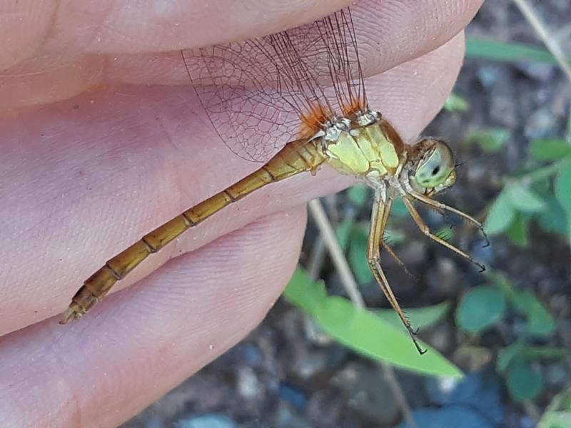 Photo of Autumn Meadowhawk