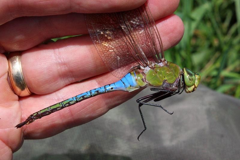 Photo of Common Green Darner