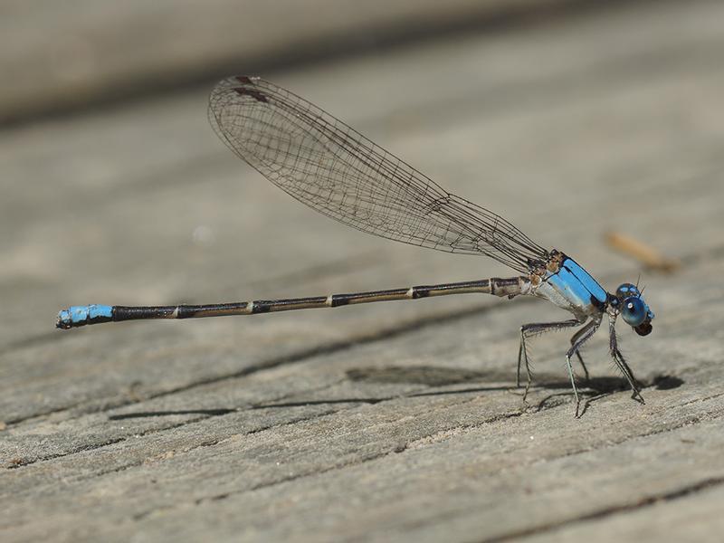 Photo of Blue-fronted Dancer