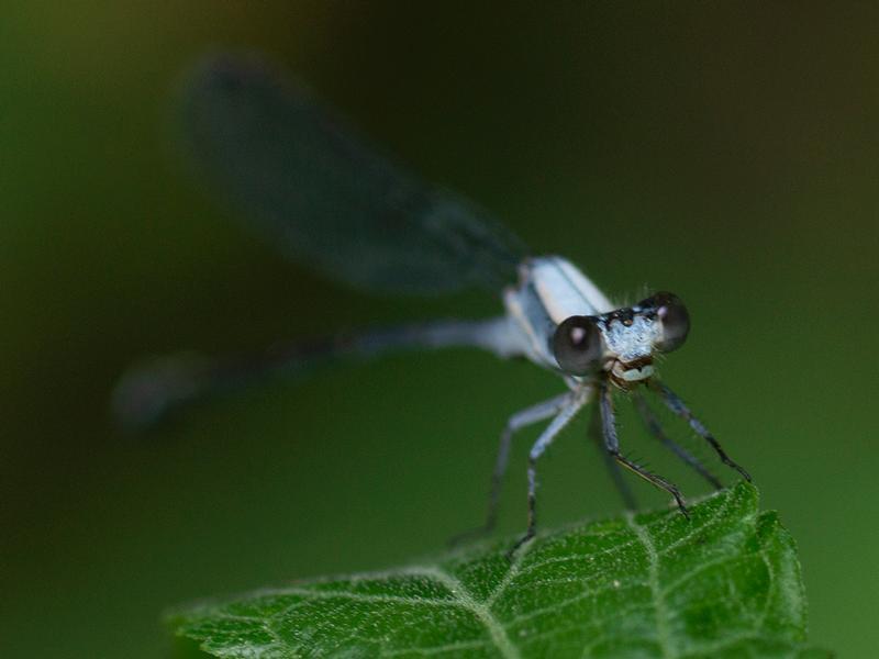 Photo of Powdered Dancer