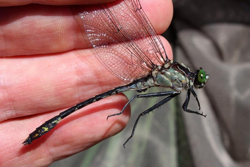 Photo of Black-shouldered Spinyleg
