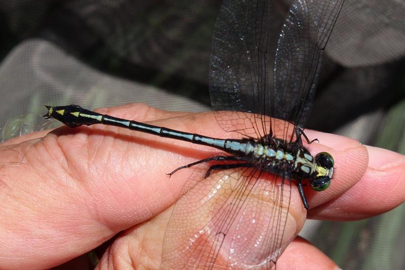 Photo of Black-shouldered Spinyleg
