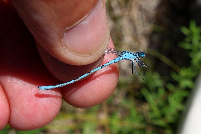 Photo of Marsh Bluet