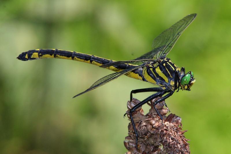 Photo of Dragonhunter