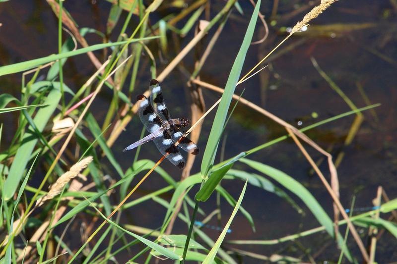 Photo of Twelve-spotted Skimmer