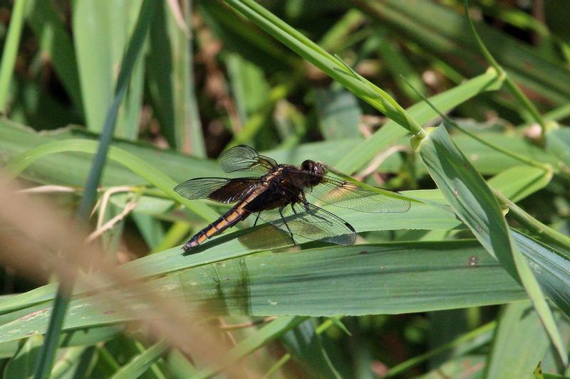 Photo of Widow Skimmer