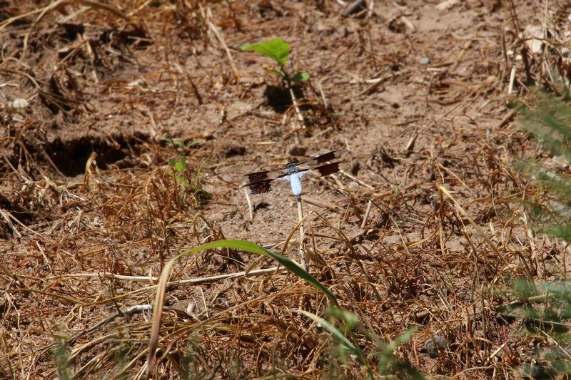 Photo of Common Whitetail