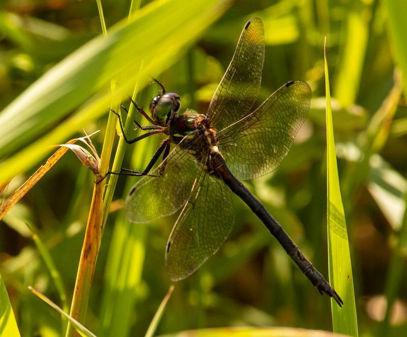 Photo of Hine's Emerald