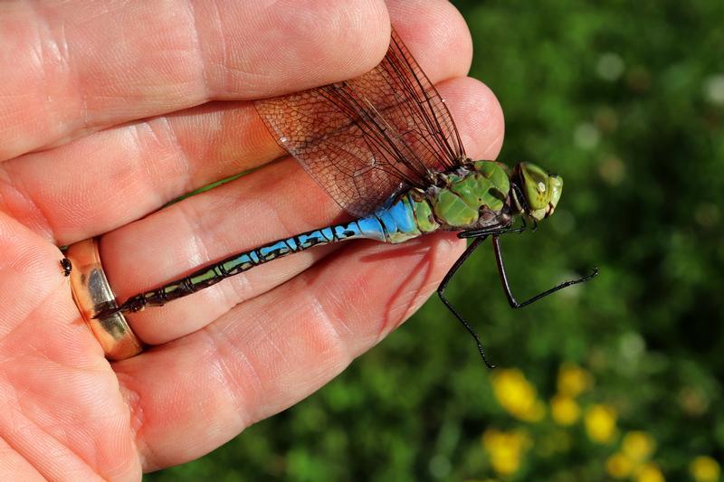 Photo of Common Green Darner