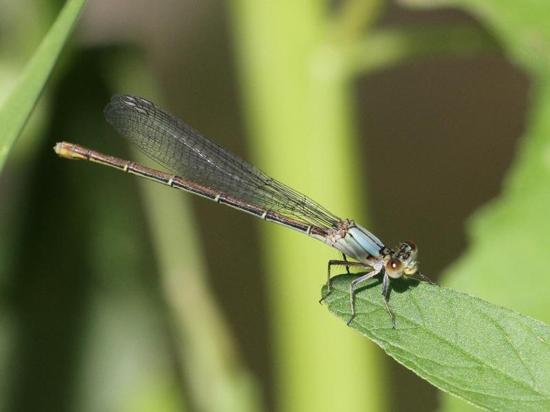 Photo of Blue-fronted Dancer