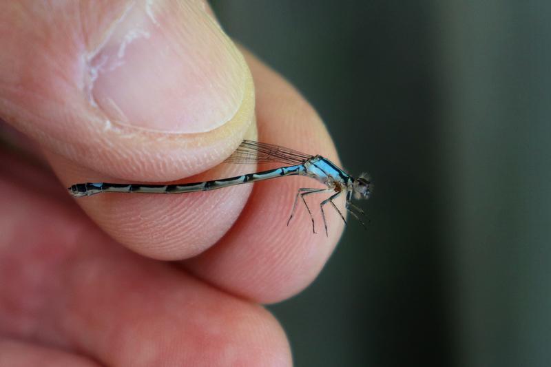 Photo of Skimming Bluet